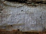 Arthonia pruinata image