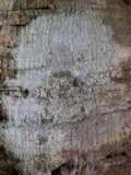 Arthonia pruinata image