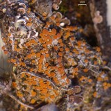 Caloplaca tiroliensis image
