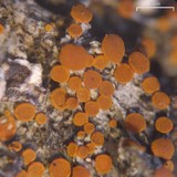 Caloplaca tiroliensis image