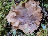 Gomphus clavatus image