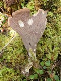 Gomphus clavatus image