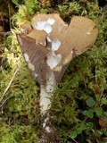 Gomphus clavatus image