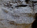 Arthonia pruinata image