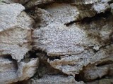 Arthonia pruinata image