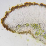Caloplaca tiroliensis image