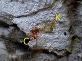 Arthonia pruinata image