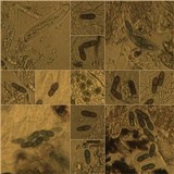 Melaspilea ochrothalamia image