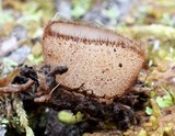 Humaria hemisphaerica image