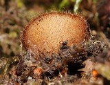 Humaria hemisphaerica image