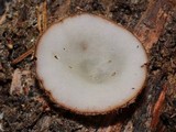 Humaria hemisphaerica image