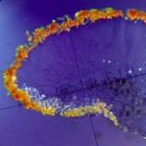 Caloplaca tiroliensis image