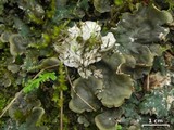 Peltigera dolichorrhiza image