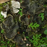 Peltigera dolichorrhiza image