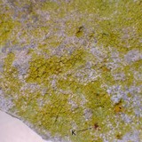 Caloplaca citrina image
