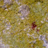 Caloplaca citrina image