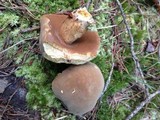 Boletus durhamensis image