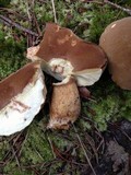 Boletus durhamensis image