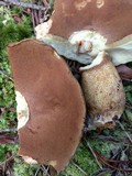 Boletus durhamensis image