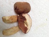 Tylopilus tabacinus image