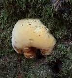 Phellinus gilvus image