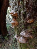 Phellinus gilvus image