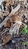 Gyromitra californica image