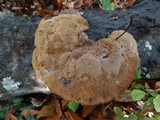 Phellinus gilvus image