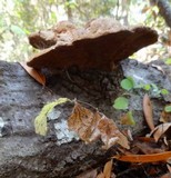 Phellinus gilvus image