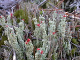 Cladonia bellidiflora image