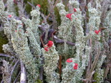 Cladonia bellidiflora image
