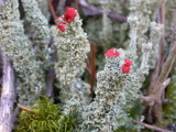 Cladonia bellidiflora image