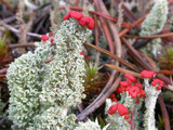 Cladonia bellidiflora image