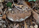 Ganoderma australe image