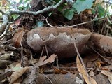 Ganoderma australe image
