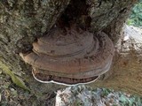 Ganoderma australe image