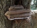 Ganoderma australe image