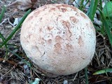 Calvatia cyathiformis image