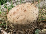 Calvatia cyathiformis image