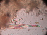 Anthracobia melaloma image