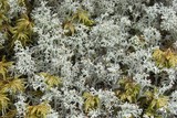 Cladina arbuscula image