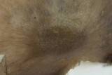 Pluteus saupei image