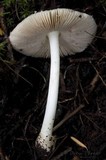 Volvariella hypopithys image