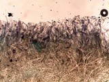 Pluteus saupei image