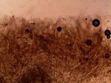 Pluteus saupei image