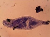 Pluteus saupei image