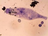 Pluteus saupei image