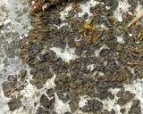 Collema fuscovirens image