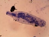 Pluteus saupei image