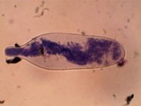 Pluteus saupei image